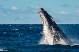 Sydney valskådningskryssning med frukost eller lunch
