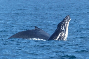 Sydney valskådningskryssning med frukost eller lunch