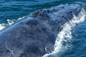 Sydney valskådningskryssning med frukost eller lunch