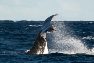 Sydney valskådningskryssning med frukost eller lunch