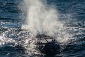 Sydney valskådningskryssning med frukost eller lunch