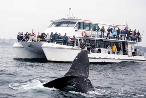 Sydney valskådningskryssning med frukost eller lunch