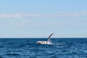 Sydney valskådningskryssning med frukost eller lunch