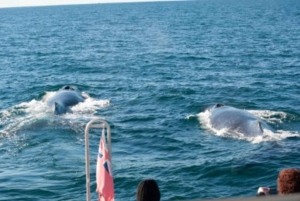 Sydney valskådningskryssning med frukost eller lunch