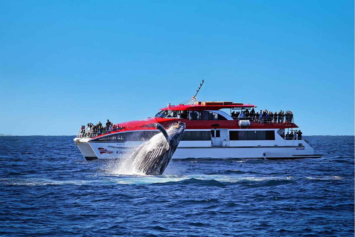 Sídney: paquete de avistamiento de ballenas y crucero con paradas libres