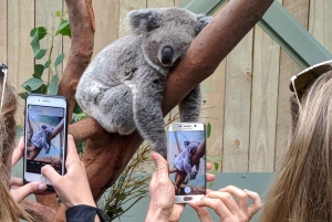 Sydney: Tour per piccoli gruppi di animali selvatici, cascate e vino