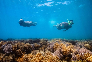 Tongarra: All-Inclusive Day Sail