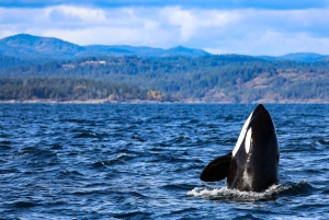 Victoria: 3-godzinna wycieczka z obserwacją wielorybów