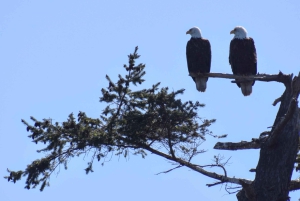 Victoria: 3-godzinna wycieczka z obserwacją wielorybów