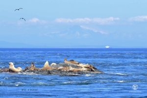 Victoria: 3-godzinna wycieczka z obserwacją wielorybów