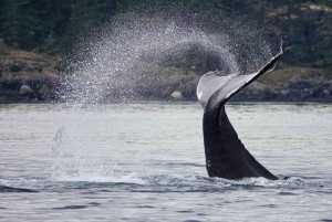 Victoria: 3-godzinna wycieczka z obserwacją wielorybów