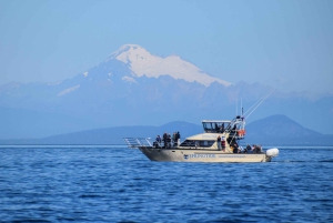 Victoria: 3-godzinna wycieczka z obserwacją wielorybów