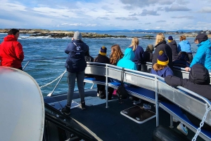 Victoria: 3-godzinna wycieczka z obserwacją wielorybów