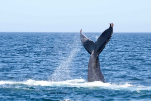 Victoria: 3-godzinna wycieczka z obserwacją wielorybów