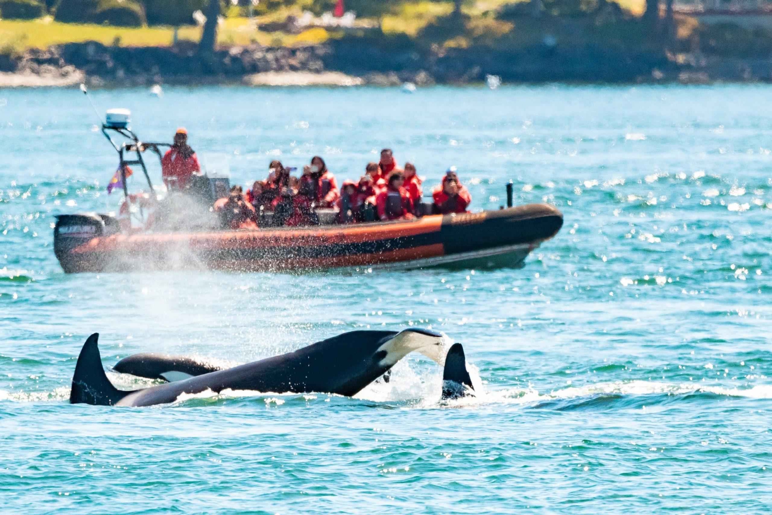 Victoria: 3-timers hvalsafari med Zodiac