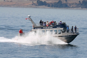 Victoria BC: 3 Hour Expedition Catamaran Whale Watching Tour