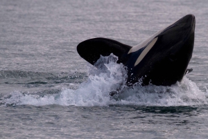 Victoria BC: 3 Hour Expedition Catamaran Whale Watching Tour