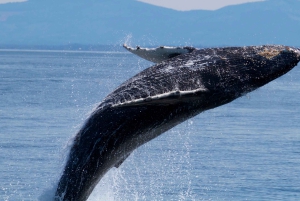 Victoria BC: 3 Hour Expedition Catamaran Whale Watching Tour