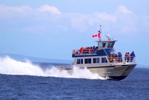 Victoria BC: 3 Hour Expedition Catamaran Whale Watching Tour