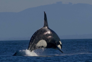 Victoria BC: 3 Hour Expedition Catamaran Whale Watching Tour