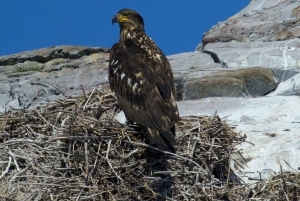 Victoria BC: 3 Hour Expedition Catamaran Whale Watching Tour