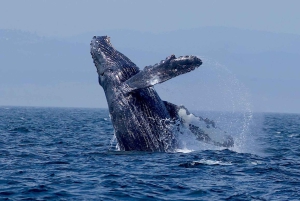 Victoria BC: 3 Hour Expedition Catamaran Whale Watching Tour