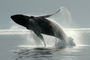 Victoria BC: 3 Hour Expedition Catamaran Whale Watching Tour