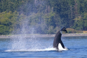 Victoria BC: 3 Hour Expedition Catamaran Whale Watching Tour