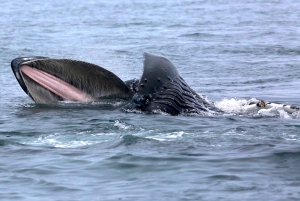 Victoria BC: 3 Hour Expedition Catamaran Whale Watching Tour