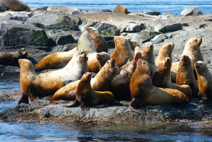 Victoria BC: 3 Hour Expedition Catamaran Whale Watching Tour