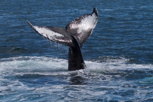 Victoria BC: 3 Hour Expedition Catamaran Whale Watching Tour