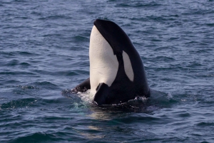 Victoria BC: 3 Hour Expedition Catamaran Whale Watching Tour