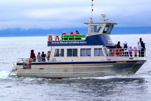 Victoria BC: 3 Hour Expedition Catamaran Whale Watching Tour