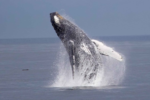 Victoria BC: 3 Hour Expedition Catamaran Whale Watching Tour