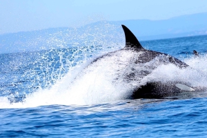 Victoria BC: 3 Hour Expedition Catamaran Whale Watching Tour