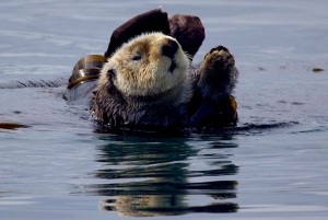 Victoria BC: 3 Hour Expedition Catamaran Whale Watching Tour