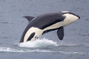 Victoria BC: 3 Hour Expedition Catamaran Whale Watching Tour