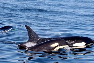 Victoria BC: 3 Hour Expedition Catamaran Whale Watching Tour