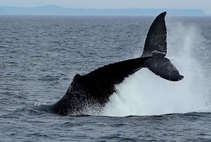 Victoria BC: 3 Hour Expedition Catamaran Whale Watching Tour