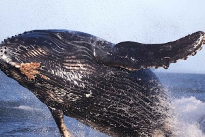 Victoria BC: 3 Hour Expedition Catamaran Whale Watching Tour