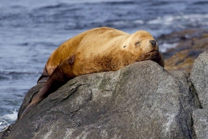 Victoria BC: 3 Hour Expedition Catamaran Whale Watching Tour