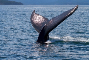 Victoria BC: 3 Hour Expedition Catamaran Whale Watching Tour