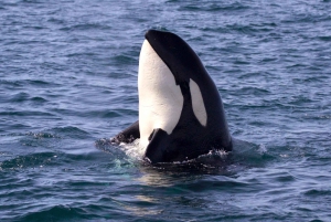 Victoria BC: 3 Hour Expedition Catamaran Whale Watching Tour