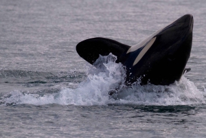 Victoria BC: 3 Hour Expedition Catamaran Whale Watching Tour