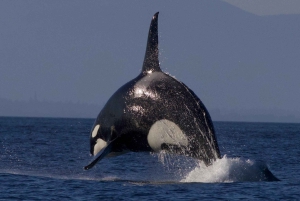 Victoria BC: 3 Hour Expedition Catamaran Whale Watching Tour