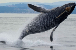 Victoria BC: 3 Hour Expedition Catamaran Whale Watching Tour