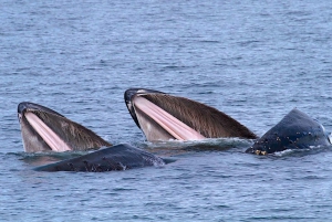 Victoria BC: 3 Hour Expedition Catamaran Whale Watching Tour