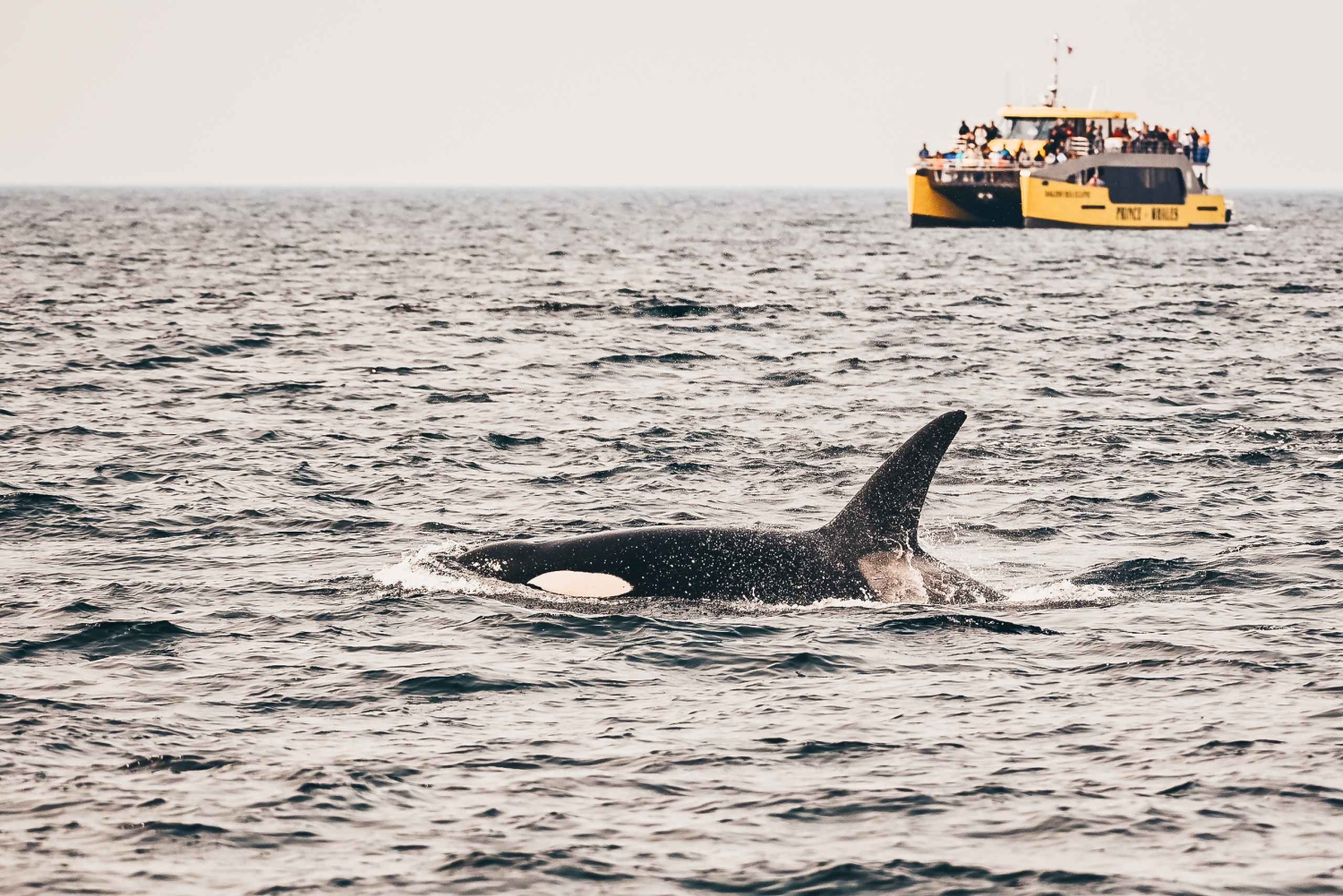 Victoria - ett äventyr Täckt valskådningsäventyr med gratis foton