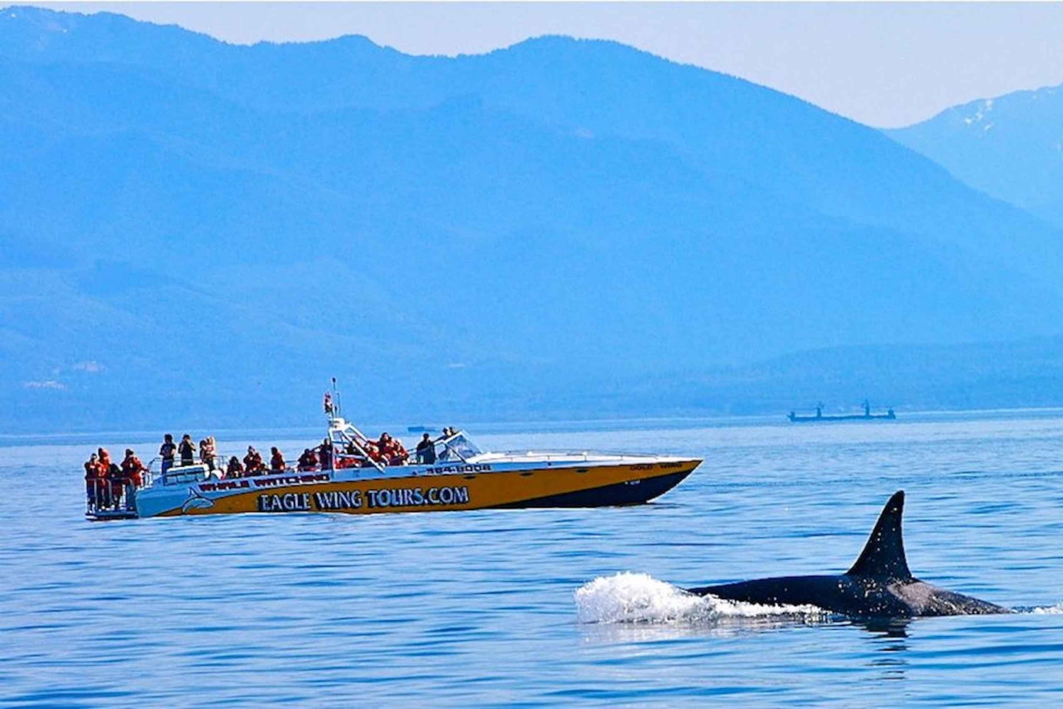 Victoria: Morning Whale-Watching Tour in Scarab Boat