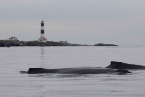 Victoria: Halvt overbygd båttur med hval og dyreliv